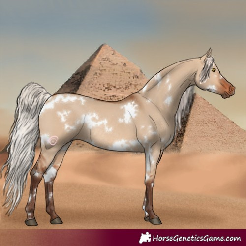 Horse Color:White Spotted Silver Bay Dun Rabicano 