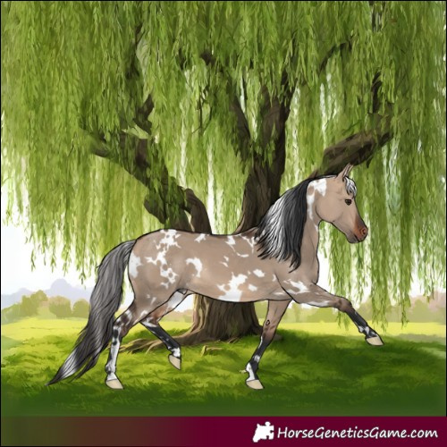 Horse Color:White Spotted Bay Dun 