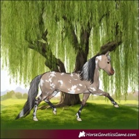 Horse Color:White Spotted Bay Dun