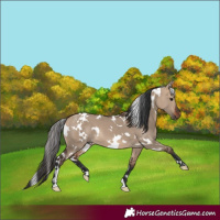 Horse Color:White Spotted Bay Dun 