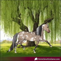 Horse Color:White Spotted Bay Dun 