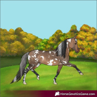 Horse Color:White Spotted Bay Dun 