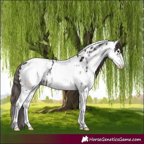 Horse Color:White Spotted Liver Chestnut Appaloosa 