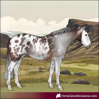 Horse Color:Gray Bay Splash Near Leopard 
