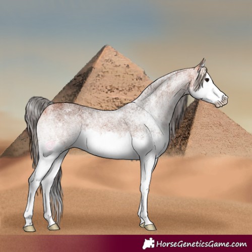 Horse Color:White Spotted Bay Splash 