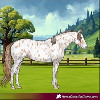 Horse Color:Bay Pearl Appaloosa 