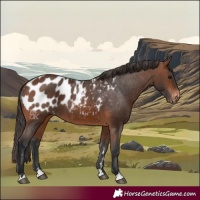 Horse Color:Brown Appaloosa