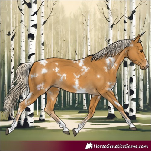 Horse Color:White Spotted Palomino 
