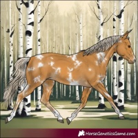 Horse Color:White Spotted Palomino 