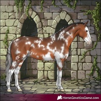 Horse Color:White Spotted Bay Splash