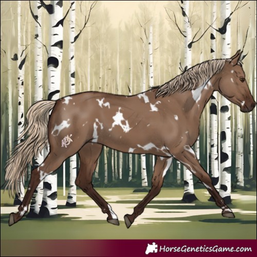 Horse Color:White Spotted Liver Red Dun 