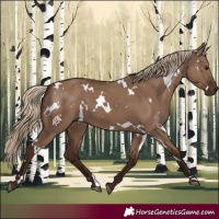 Horse Color:White Spotted Liver Red Dun