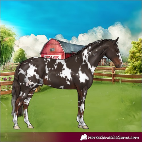 Horse Color:White Spotted Liver Chestnut 