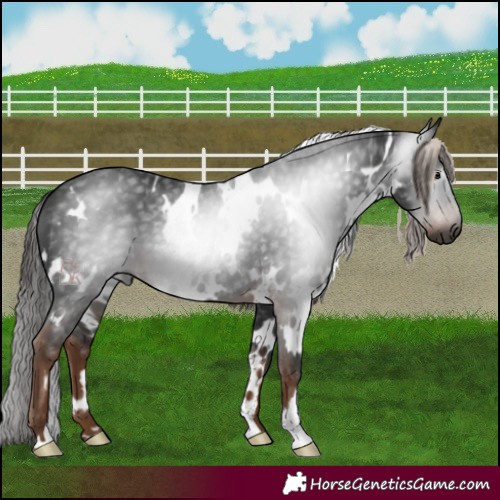Horse Color:Gray White Spotted Liver Chestnut 
