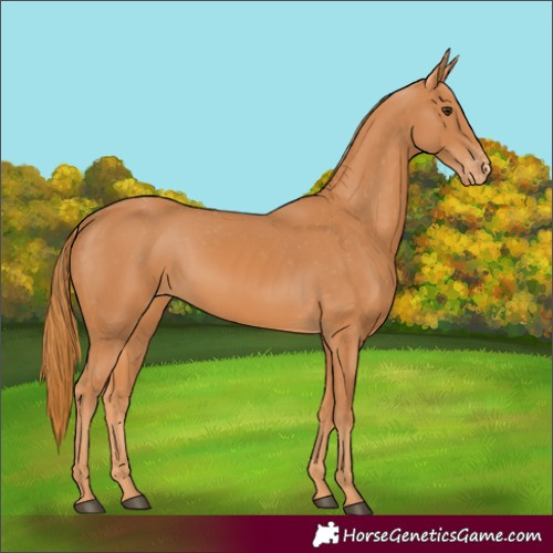 Horse Color:Chestnut Varnish 