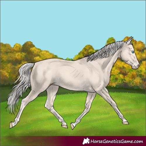Horse Color:Cremello
