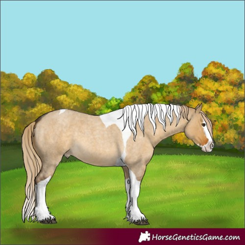 Horse Color:Chocolate Palomino Roan Dun Splash Tobiano 