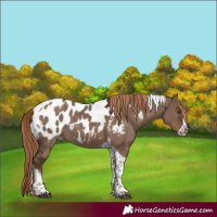 Horse Color:Liver Red Dun Tobiano Frame Appaloosa