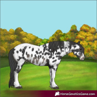 Horse Color:Black Tobiano Frame Near Leopard 