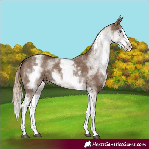 Horse Color:White Spotted Liver Red Dun Splash