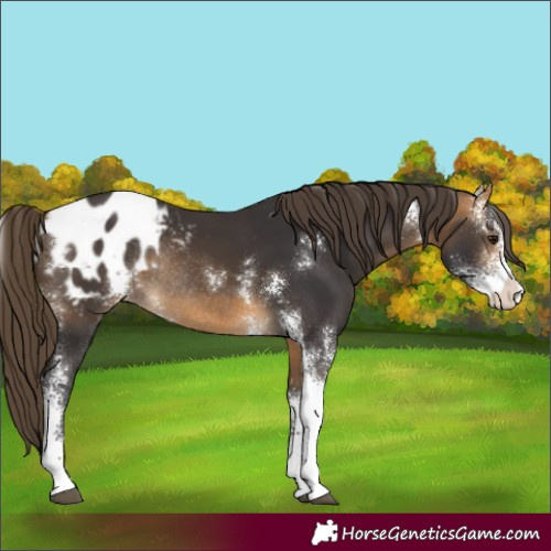 Horse Color:Buckskin Sabino Appaloosa Rabicano 