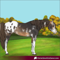 Horse Color:Buckskin Sabino Appaloosa Rabicano 