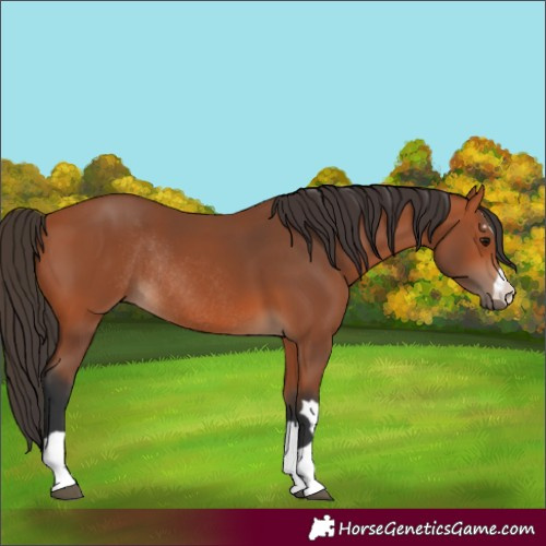 Horse Color:Bay Rabicano 