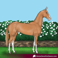 Horse Color:White Spotted Chestnut Splash