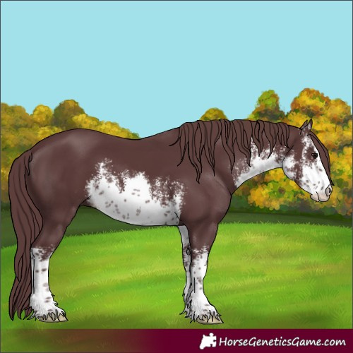 Horse Color:White Spotted Chocolate Black 