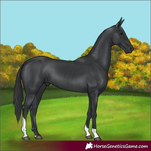Horse Color:Black Tobiano 