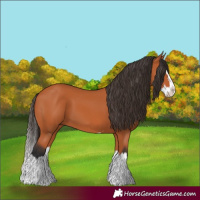 Horse Color:Bay Splash 