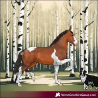 Horse Color:Bay Tobiano 