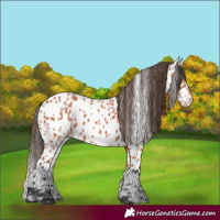 Horse Color:Bay Appaloosa 