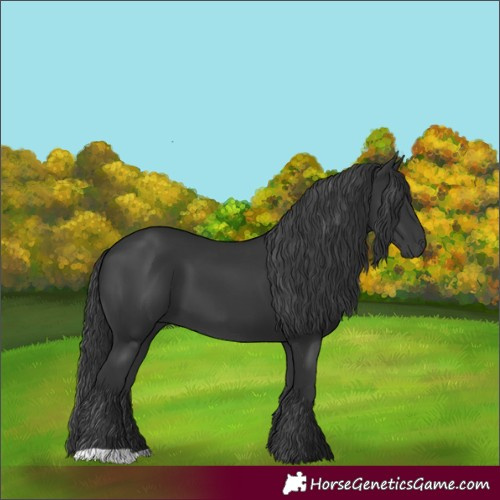 Horse Color:Black 