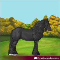 Horse Color:Black 