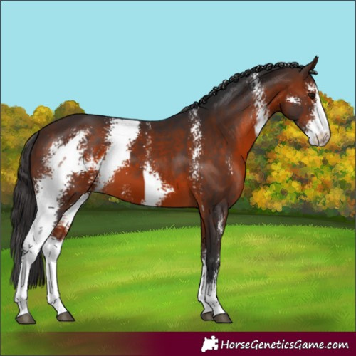 Horse Color:Brown Sabino