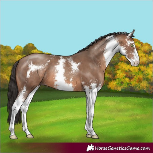 Horse Color:Sable Champagne Sabino