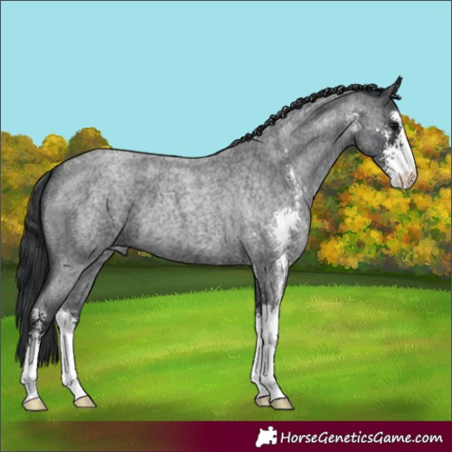 Horse Color:Blue Roan Sabino 