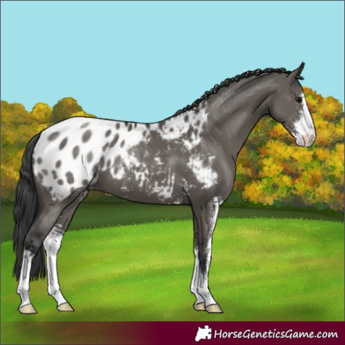 Horse Color:Grullo Sabino Blanket 