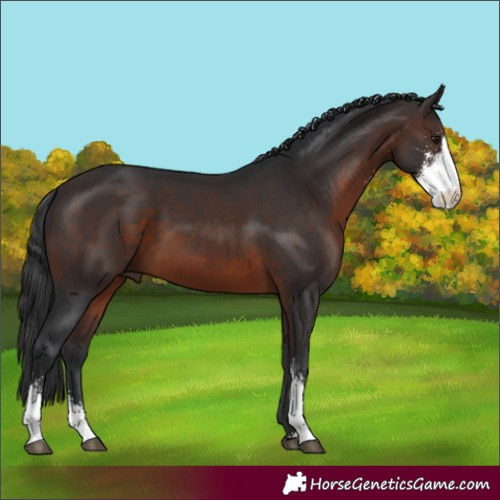 Horse Color:Brown Sabino 