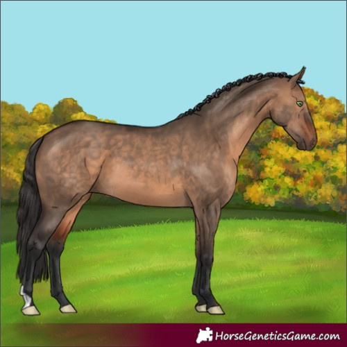 Horse Color:Brown Dun 