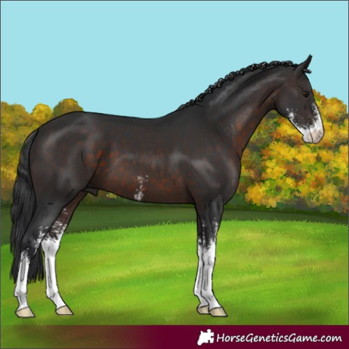 Horse Color:Brown Sabino