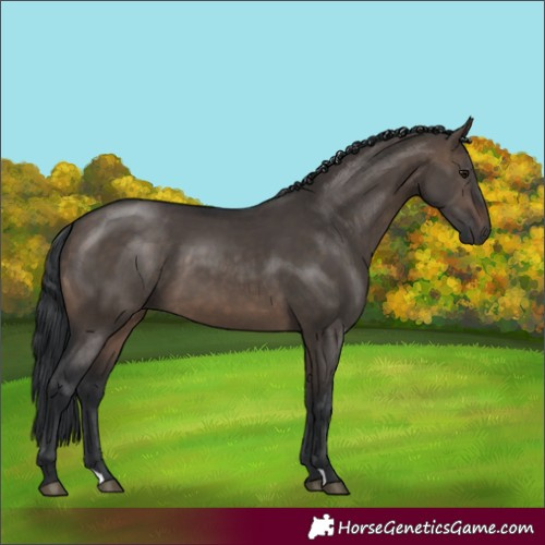 Horse Color:Brown Dun