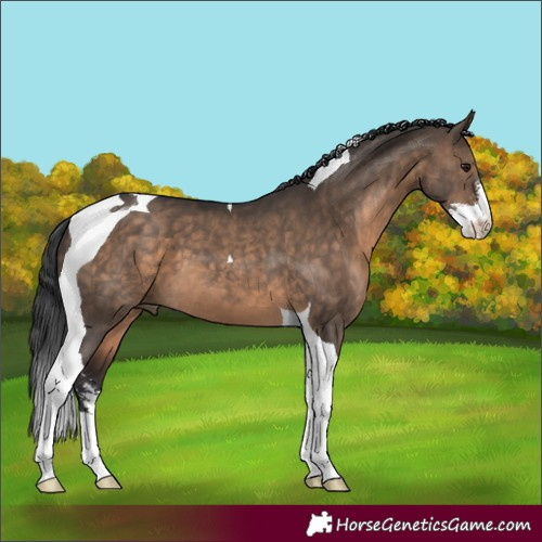 Horse Color:Brown Dun Sabino Tobiano 