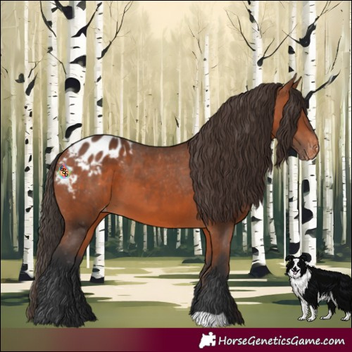 Horse Color:Bay Appaloosa