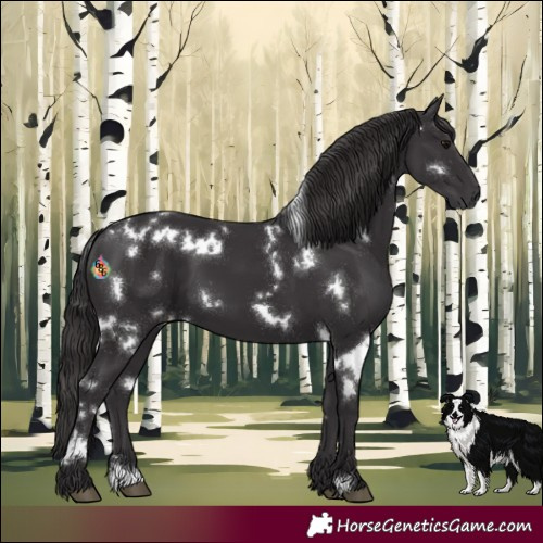 Horse Color:White Spotted Smoky Black