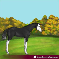 Horse Color:Gray Black Splash 
