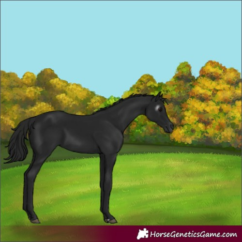 Horse Color:Gray Black