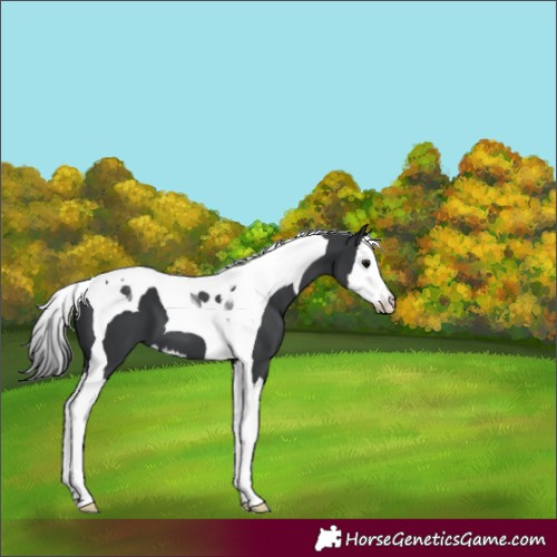 Horse Color:Black Splash Tobiano