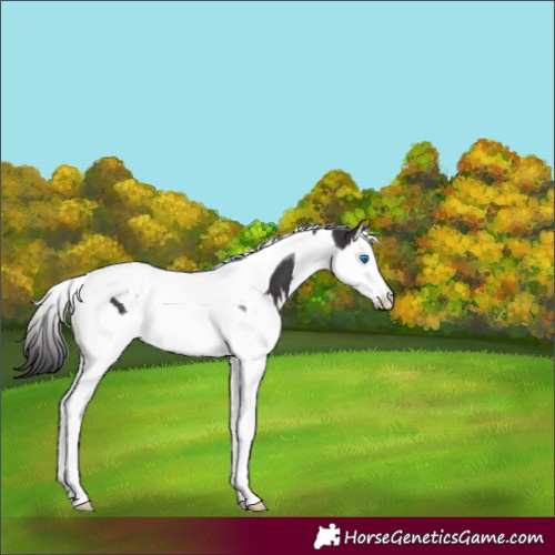 Horse Color:Smoky Black Splash Tobiano